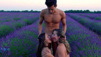 VIXEN-Lavender Fields